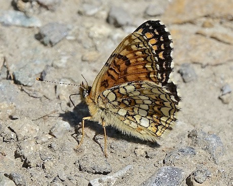 false heath fritillary